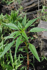 Amaranthus cannabinus