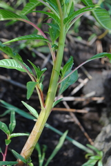 Amaranthus cannabinus