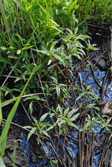 Amaranthus cannabinus