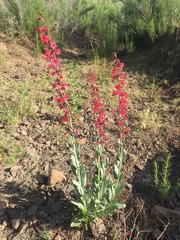 Penstemon wrightii