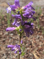 Penstemon euglaucus