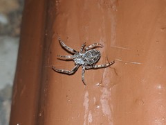 Larinioides