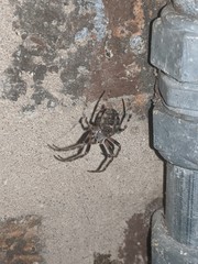 Larinioides