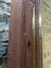 Larinioides