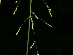 Milium effusum