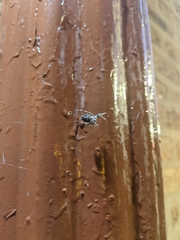 Larinioides