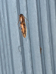 Conoderus vespertinus