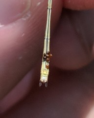 Arrenurus
