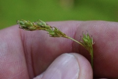 Carex argyrantha