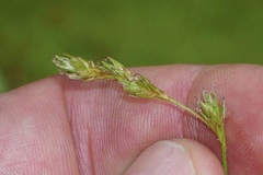 Carex argyrantha