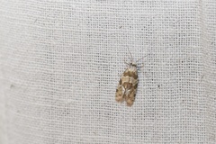 Aethes argentilimitana