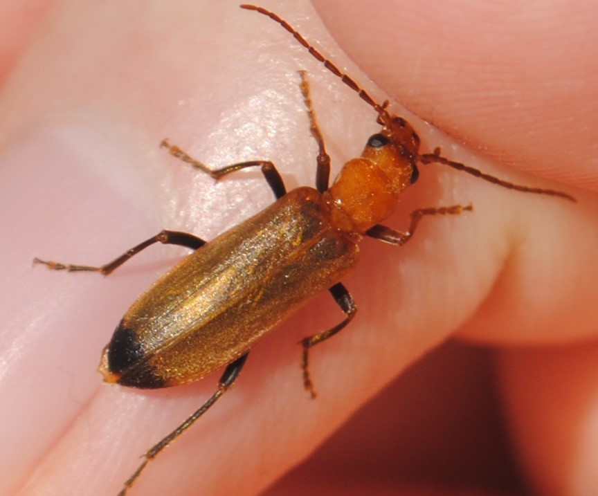Wharf Borer
