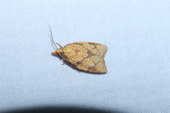 Cenopis reticulatana