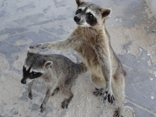 Mapache de Cozumel (Procyon pygmaeus) · NaturaLista Colombia