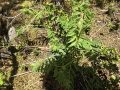 Hedysarum occidentale