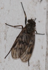 Rhagio plumbeus