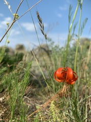 Lilium pumilum