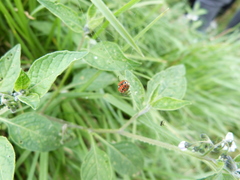 Alpaida variabilis