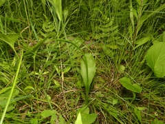 Ophioglossum pusillum