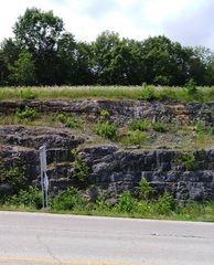 Echinacea paradoxa paradoxa