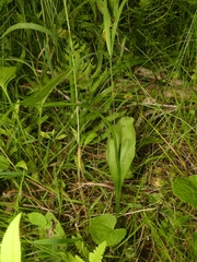 Ophioglossum pusillum