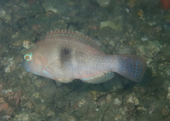 Choerodon cephalotes