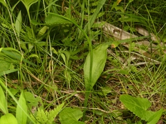 Ophioglossum pusillum