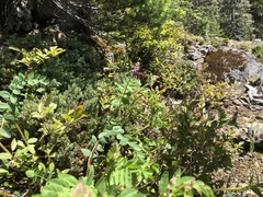 Hedysarum occidentale