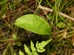 Ophioglossum pusillum