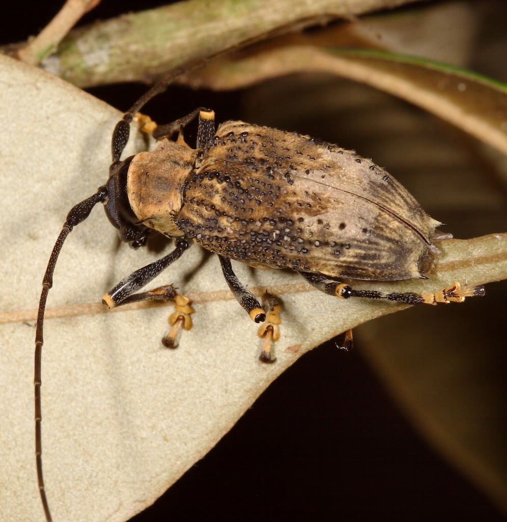 Polyrhaphis jansoni