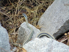 Thamnophis proximus proximus