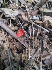 Sarcoscypha occidentalis