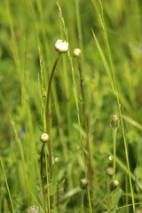 Leucanthemum vulgare