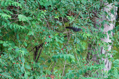 Dumetella carolinensis