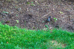 Dumetella carolinensis