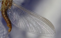 Ephemerella invaria