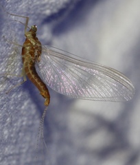 Ephemerella invaria