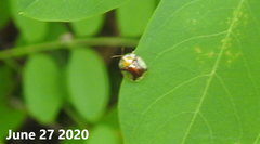 Aspidimorpha transparipennis