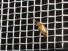 Telephanus