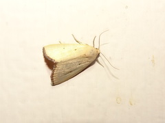 Marimatha nigrofimbria