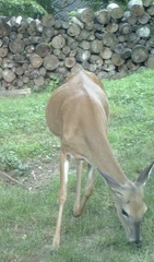 Odocoileus virginianus