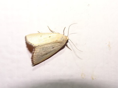 Marimatha nigrofimbria