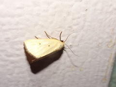 Marimatha nigrofimbria