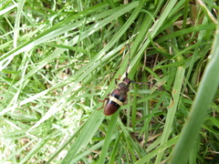 Deretrachys juvencus