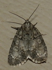 Acronicta retardata