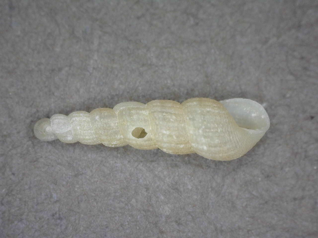 Turbonilla thaanumi