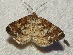 Eufidonia discospilata