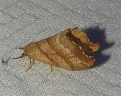 Drepana bilineata