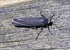 Virbia laeta