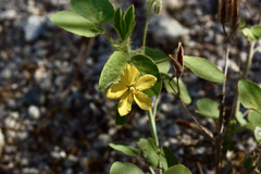 Senna durangensis